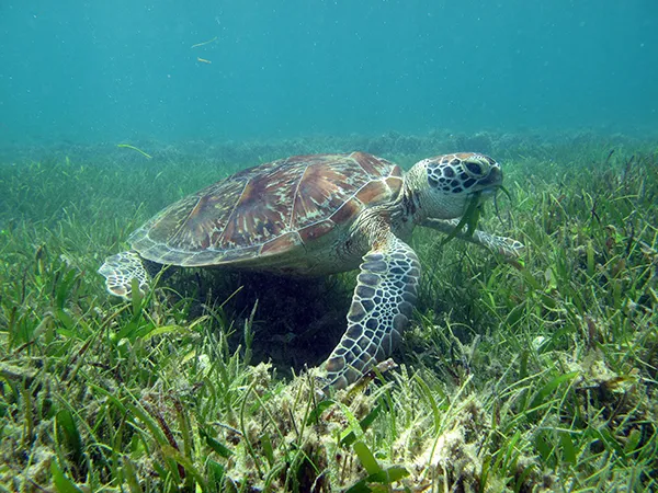Green_turtle