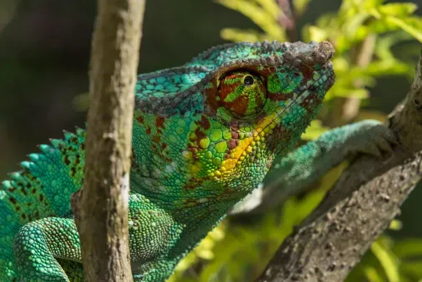 sentier ou caméléon dans la forêt de Lokobe