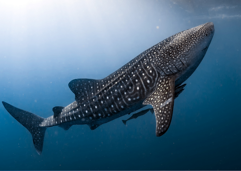 gros plan du motif de la peau du requin-baleine