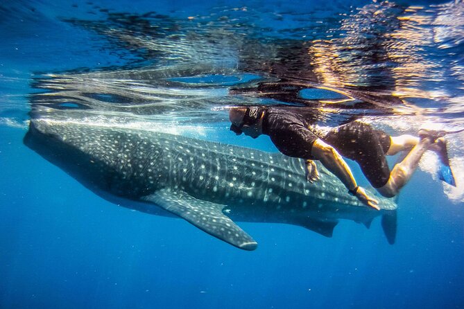 nageur face à un requin-baleine, moment de silence/émerveillement