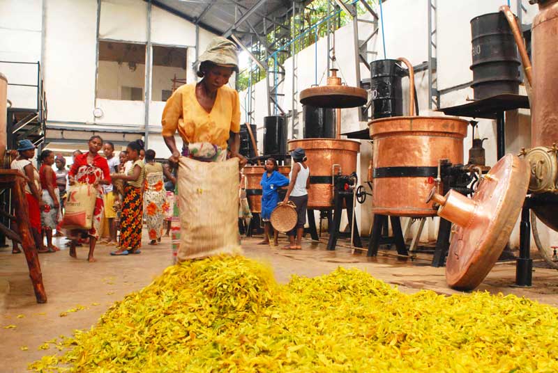 plantation d'ylang-ylang ou marché local, illustre la culture malgache